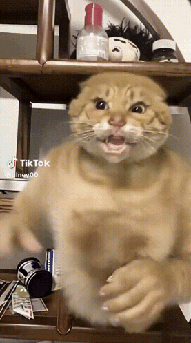 Cat Making Face With Mouth Open