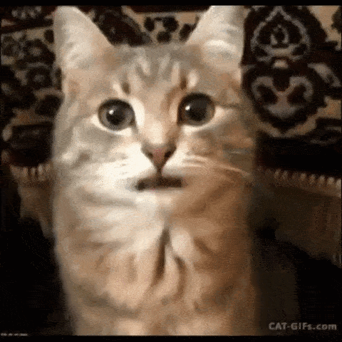 Cat Making Funny Face GIF