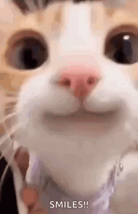 Cat Making Funny Face And Smiling GIF