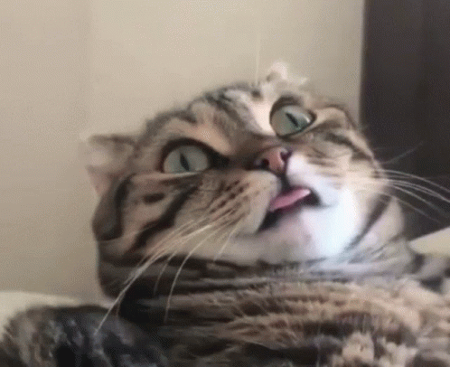 Cat Making Funny Face and Tongue Out