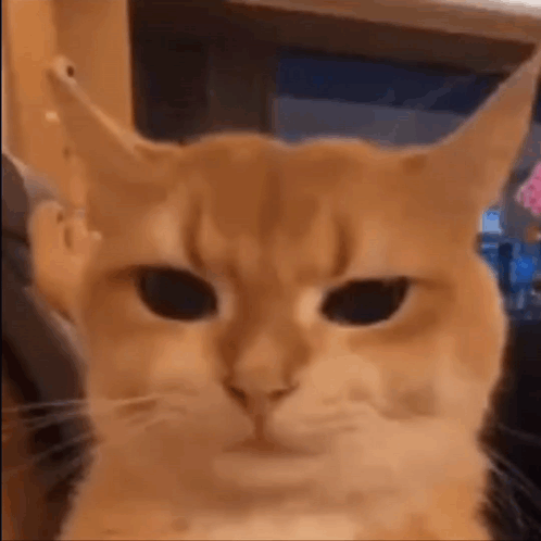 Cat Making Funny Face