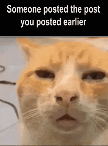 Cat Making Funny Face GIF