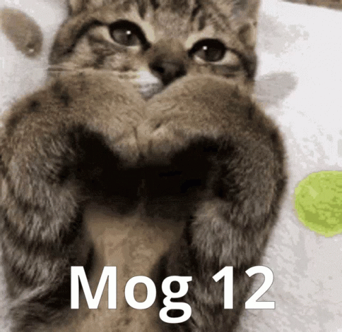 Cat Making Heart Shape With Paws and Mog 12