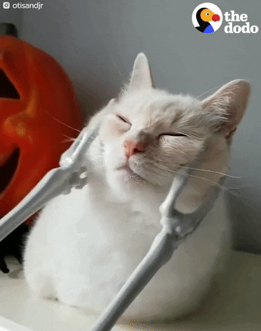 Cat Massage Relaxing GIF