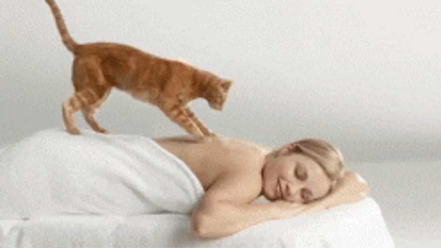 Cat Massage Woman Spa GIF