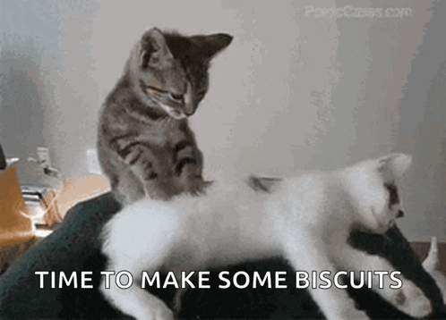 Cat Massaging Another Cat Time to Make Biscuits