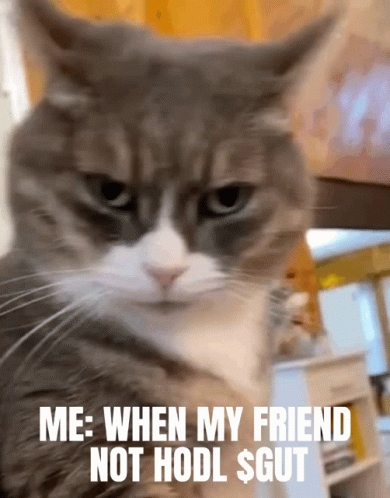 Cat Me When My Friend Not Hodl $ Gut