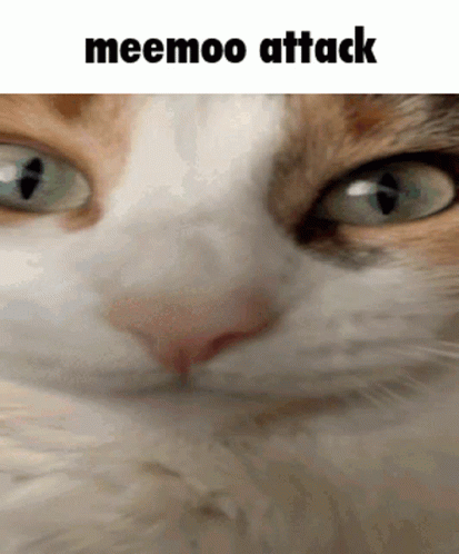 Cat Meemoo Attack