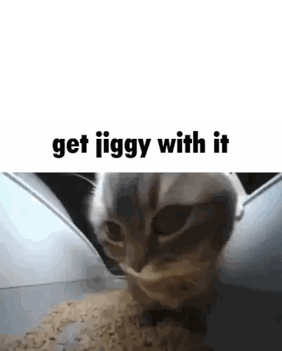 Cat Meme Funny Cat Sticker
