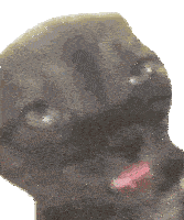 Cat Meme Sticker GIF