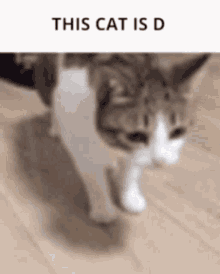 Cat Memes This Cat Is D Cute Flop GIF