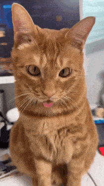 Cat Mlem Gif GIF