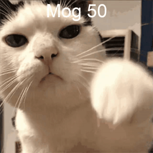 Cat Mog 50 GIF