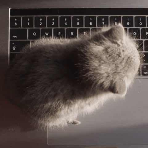 Cat Monday Work Meme GIF