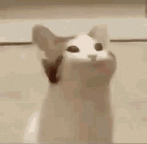 Cat Mouth Open Eyes Closed GIF