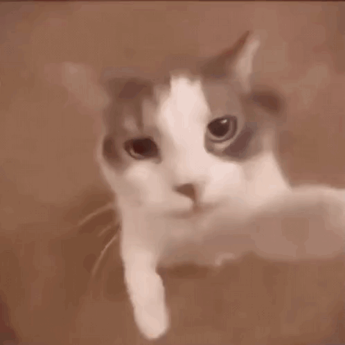 Cat Mouth Open Looking At Camera GIF