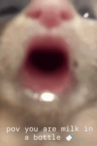 Cat Mouth POV You Are Milk In A Bottle GIF