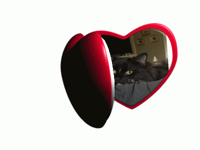 Cat My Beloved GIF