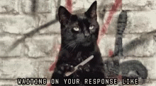 Cat Nail File Passive Response GIF