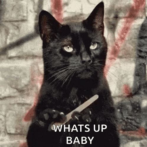 Cat Nail File Whats Up Baby GIF