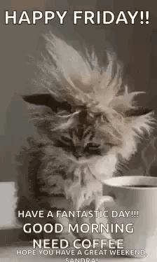 Cat Next to Coffee Happy Friday