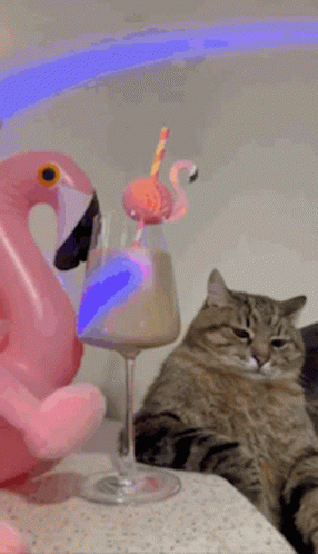 Cat Next to Pink Flamingo Float and Wine