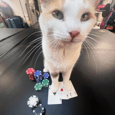 Cat Next to Playing Cards and Chips