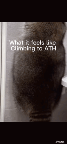 Cat Next To Toilet What It Feels Like Climbing To Ath GIF