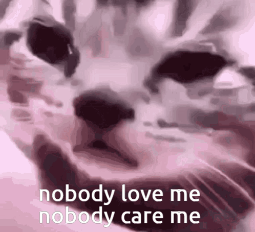 Cat Nobody Love Me Nobody Care Me
