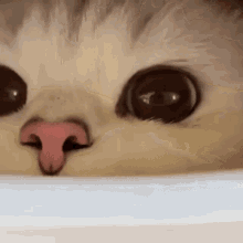 Cat Nose Adorable Sniffing GIF