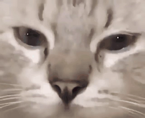 Cat Nose and Eyes Close Up