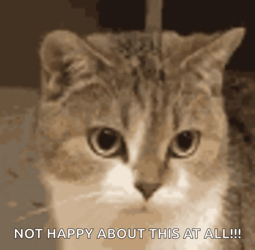 Cat Not Happy About This at All