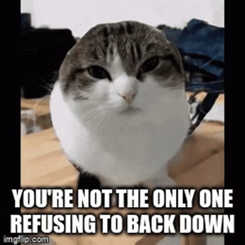 Cat Not The Only One Refusing To Back Down GIF
