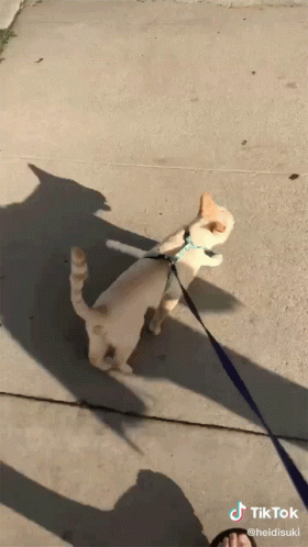 Cat On A Leash With TikTok Watermark GIF