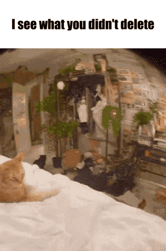 Cat On Bed I See What You Didn't Delete GIF