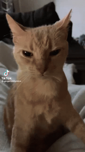Cat on Bed Looking at Camera Tik Tok