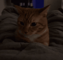 Cat on Bed With Blanket Looking at Camera