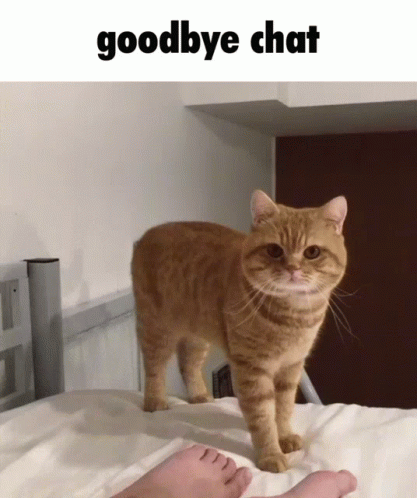 Cat On Bed With Goodbye Chat GIF
