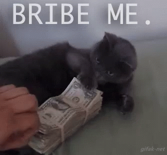 Cat on Bed With Money Stack Saying Bribe Me