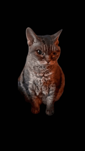 Cat on Black Background Looking Up