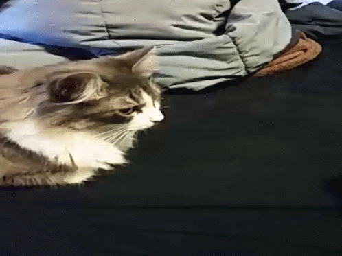 Cat on Black Couch with Arm Behind