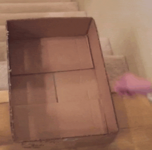 Cat On Box Slide On Stairs GIF