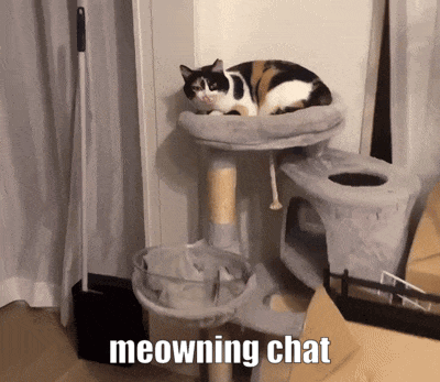 Cat On Cat Tree Meowning Chat GIF