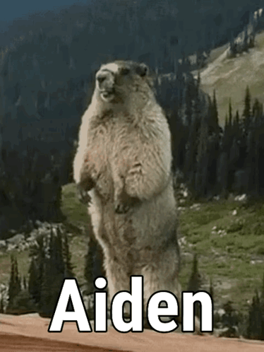Cat On Coffee Table In Front Of Television GIF