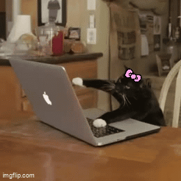 Cat On Computer Black Cat With Ribbon GIF