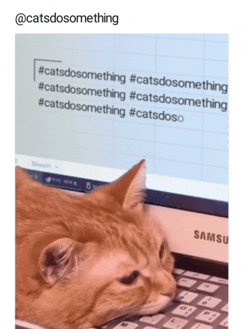 Cat On Computer Cat Do Something GIF