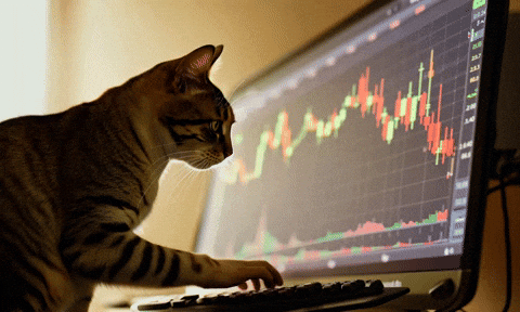 Cat On Computer Crypto GIF