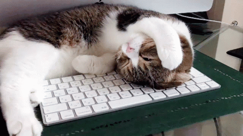 Cat On Computer Lying Its Head GIF