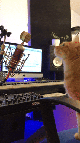 Cat On Computer Singing GIF