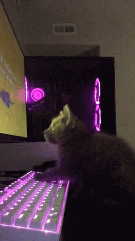 Cat On Computer Typing On Purple Keyboard GIF